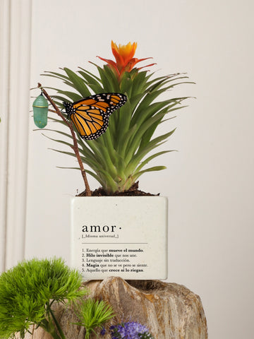 Mini Bromelia Blossom Cupido