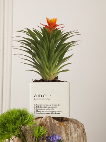 Mini Bromelia Blossom Cupido
