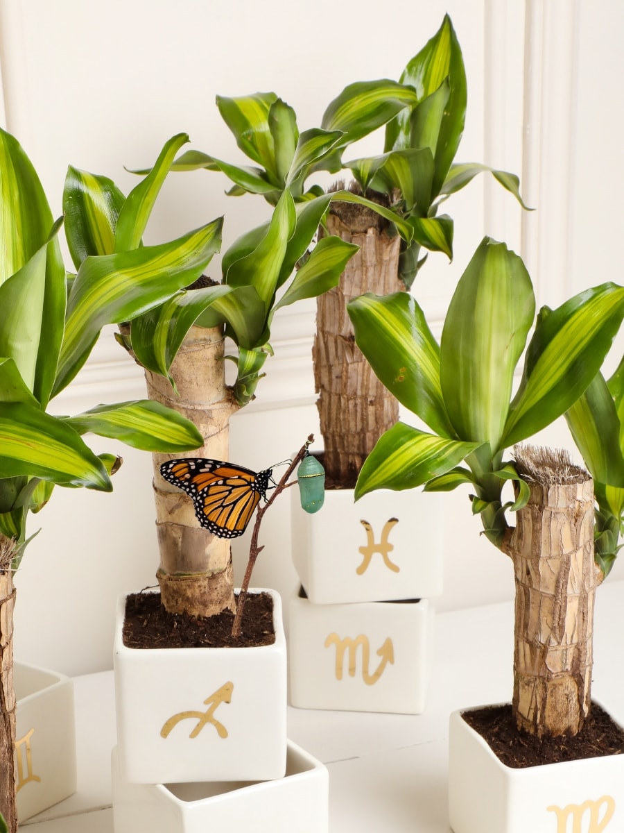 Matera Astral con Dracaena, Planta de la Felicidad