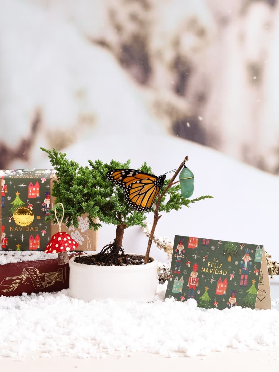 Kit Magia Encantada con Capullo de Mariposa