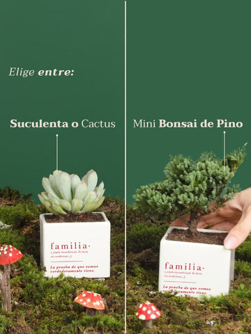 Kit Familia, Secretos del Polo Norte Premium