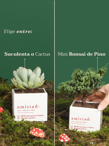 Kit Amistad, Pausa Tropical