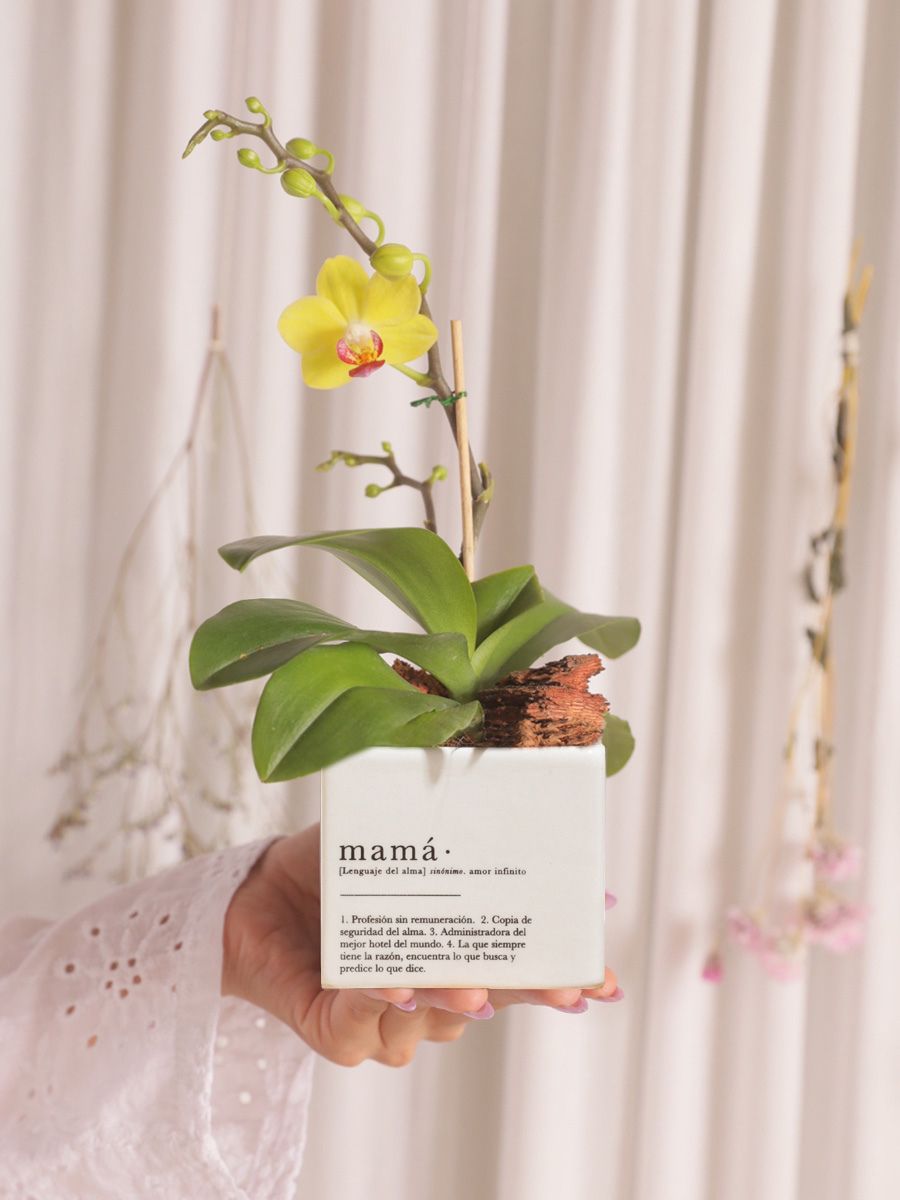 regalos-dia-de-la-madre-ana-listas-maceta-mama-orquidea-baby-habibi-plantitas.jpg