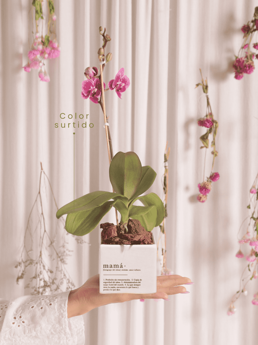 regalos-dia-de-la-madre-ana-listas-maceta-mama-orquidea-baby-habibi-plantitas_9606c86e-82d4-4753-9b06-248b2a63fca2.png