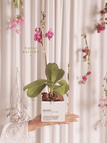 regalos-dia-de-la-madre-ana-listas-maceta-mama-orquidea-baby-habibi-plantitas_9606c86e-82d4-4753-9b06-248b2a63fca2.png