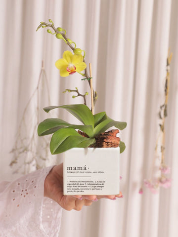 regalos-dia-de-la-madre-ana-listas-maceta-mama-orquidea-baby-habibi-plantitas.jpg
