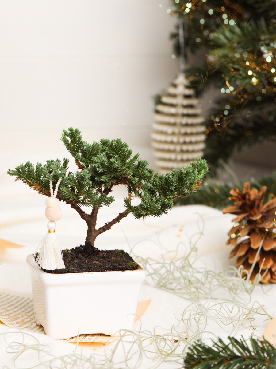 • Mini Bonsai de Pino 2 Años Edición Navidad
