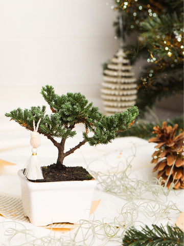 • Mini Bonsai de Pino 2 Años Edición Navidad