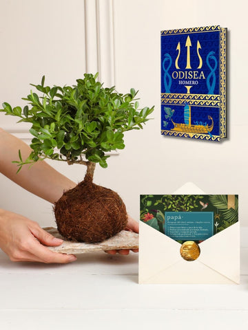 Kokedama Buxus Con Libro Para Papá (Odisea Edición Especial)