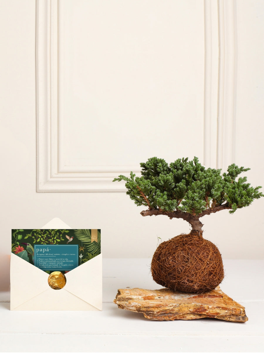 • Kokedama Pino Para Papá