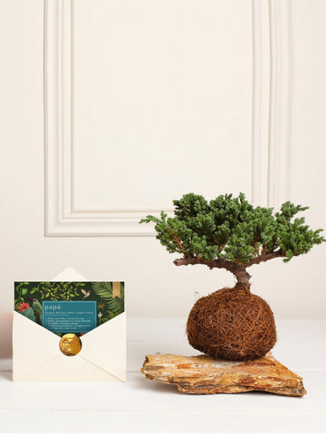 • Kokedama Pino Para Papá