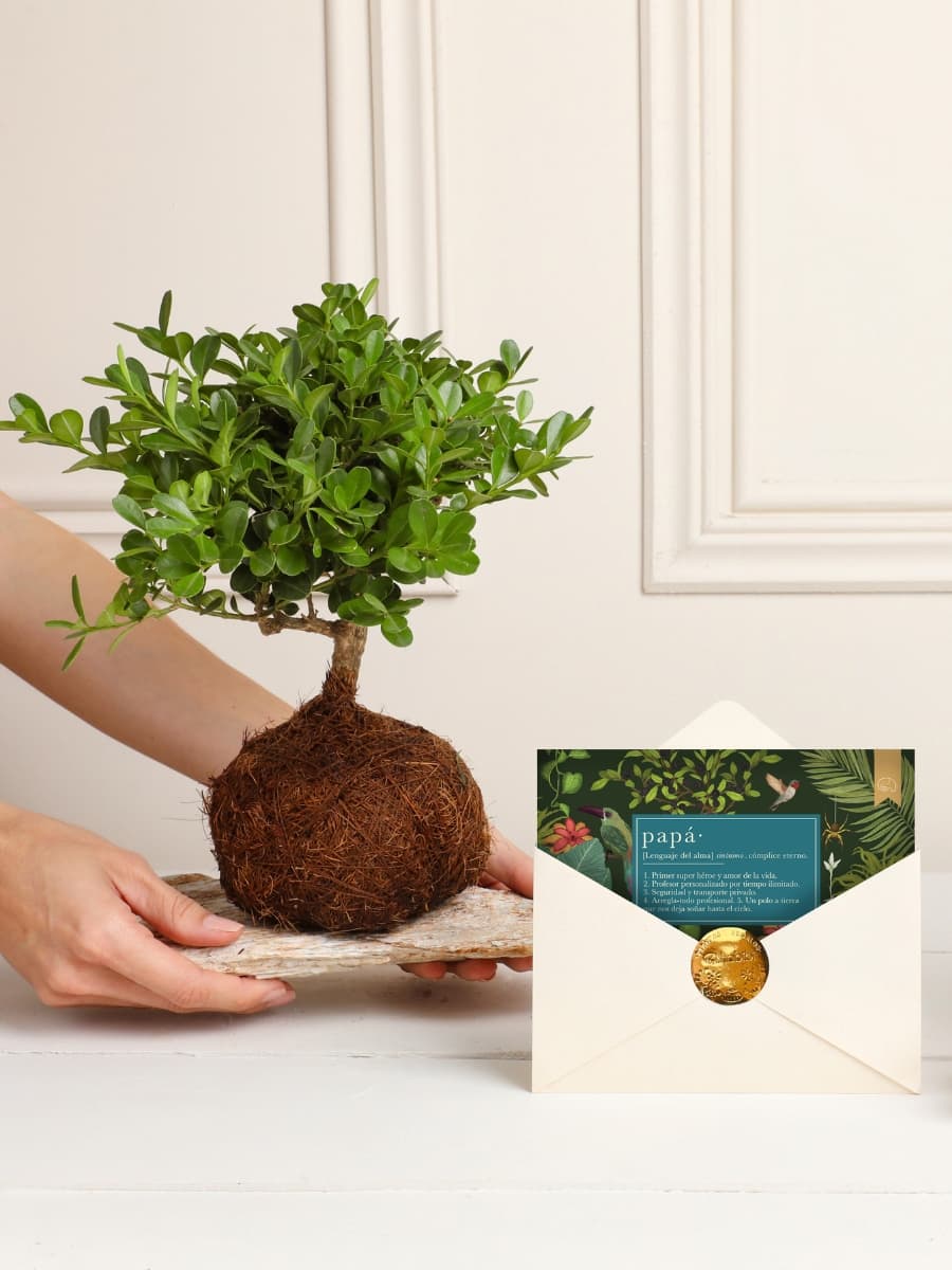 • Kokedama Buxus Para Papá