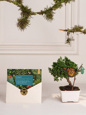 • Mini Bonsai Wabi Sabi con Tarjeta Papá