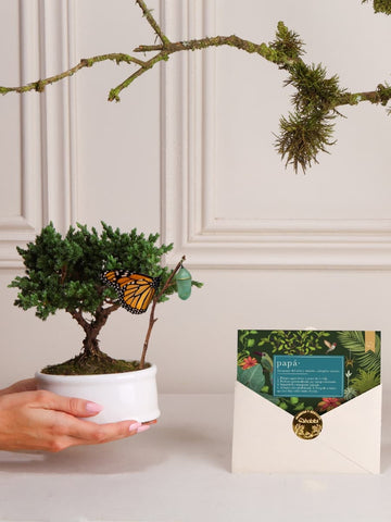 • Bonsai Sakura con Tarjeta Papá