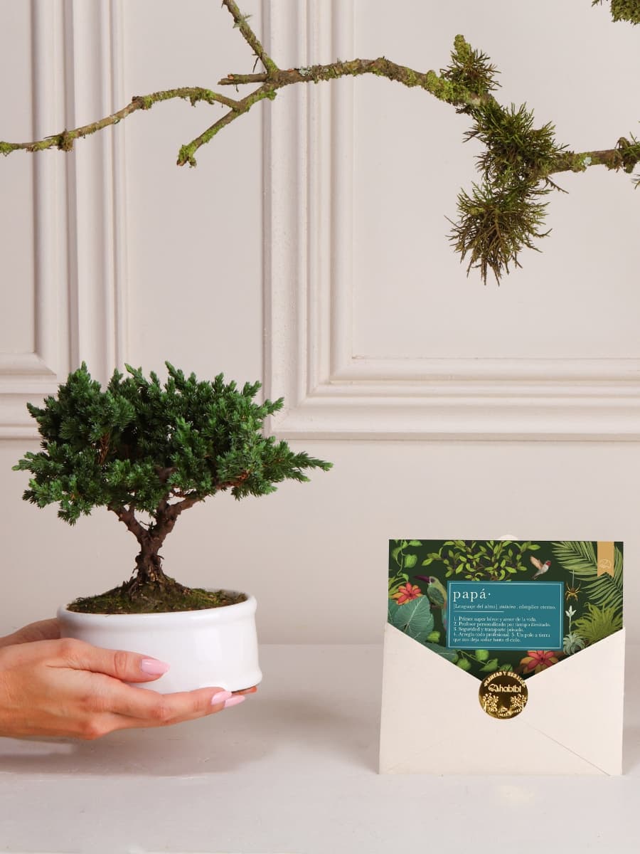 • Bonsai Sakura con Tarjeta Papá