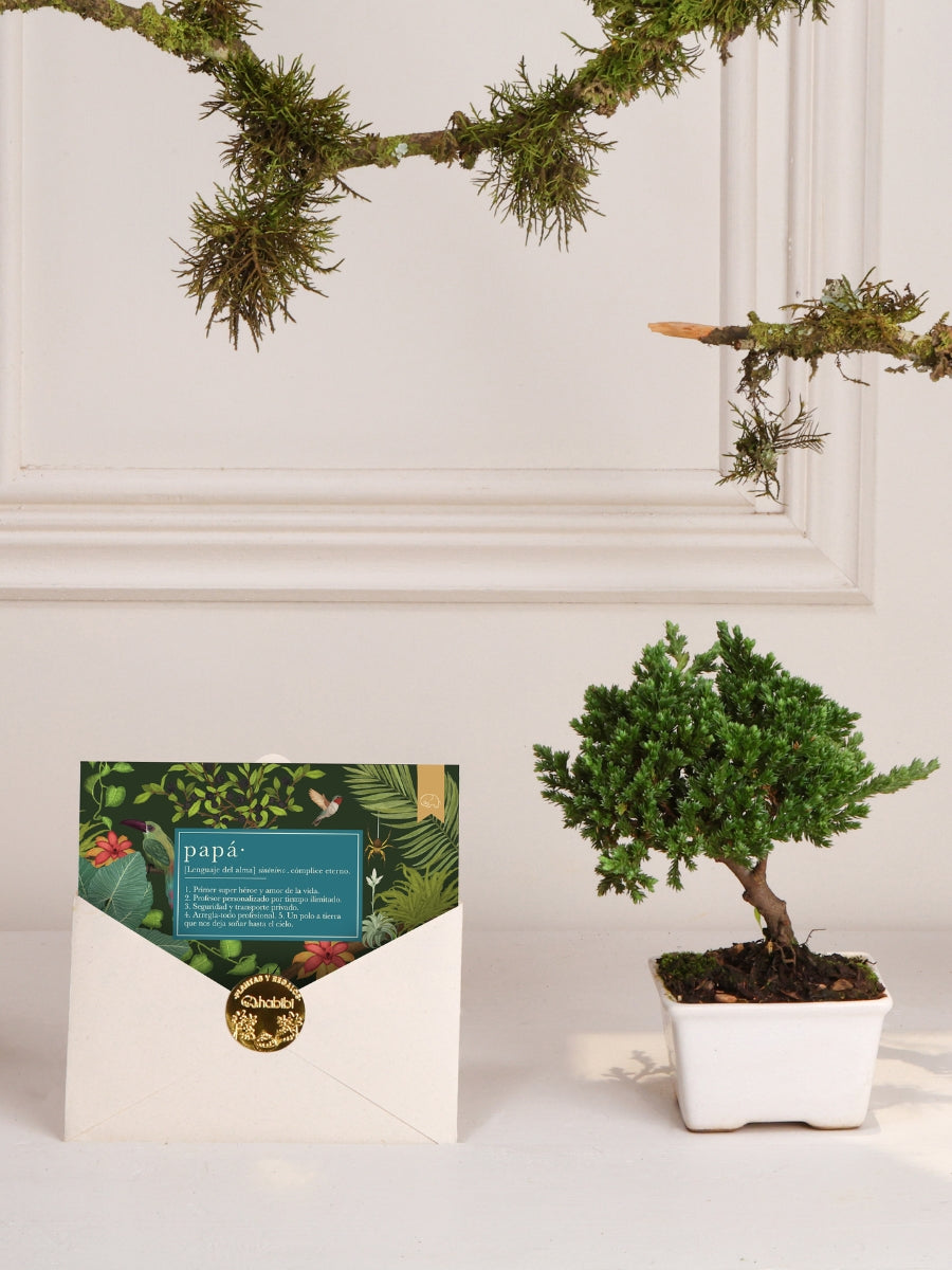• Mini Bonsai Wabi Sabi con Tarjeta Papá