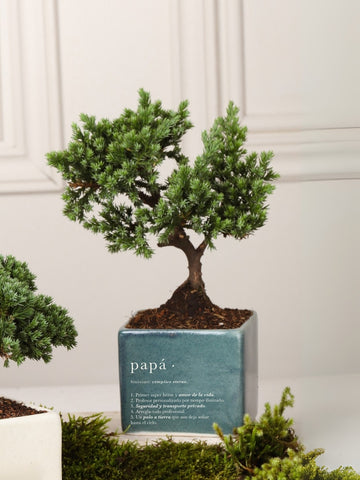 Matera Verde Papá con Bonsai