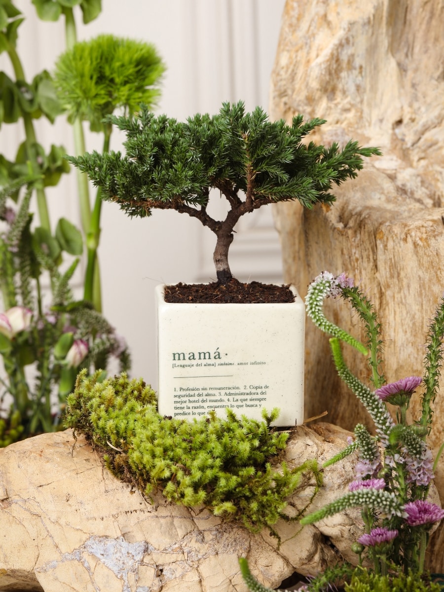 • Matera Mamá con Bonsai