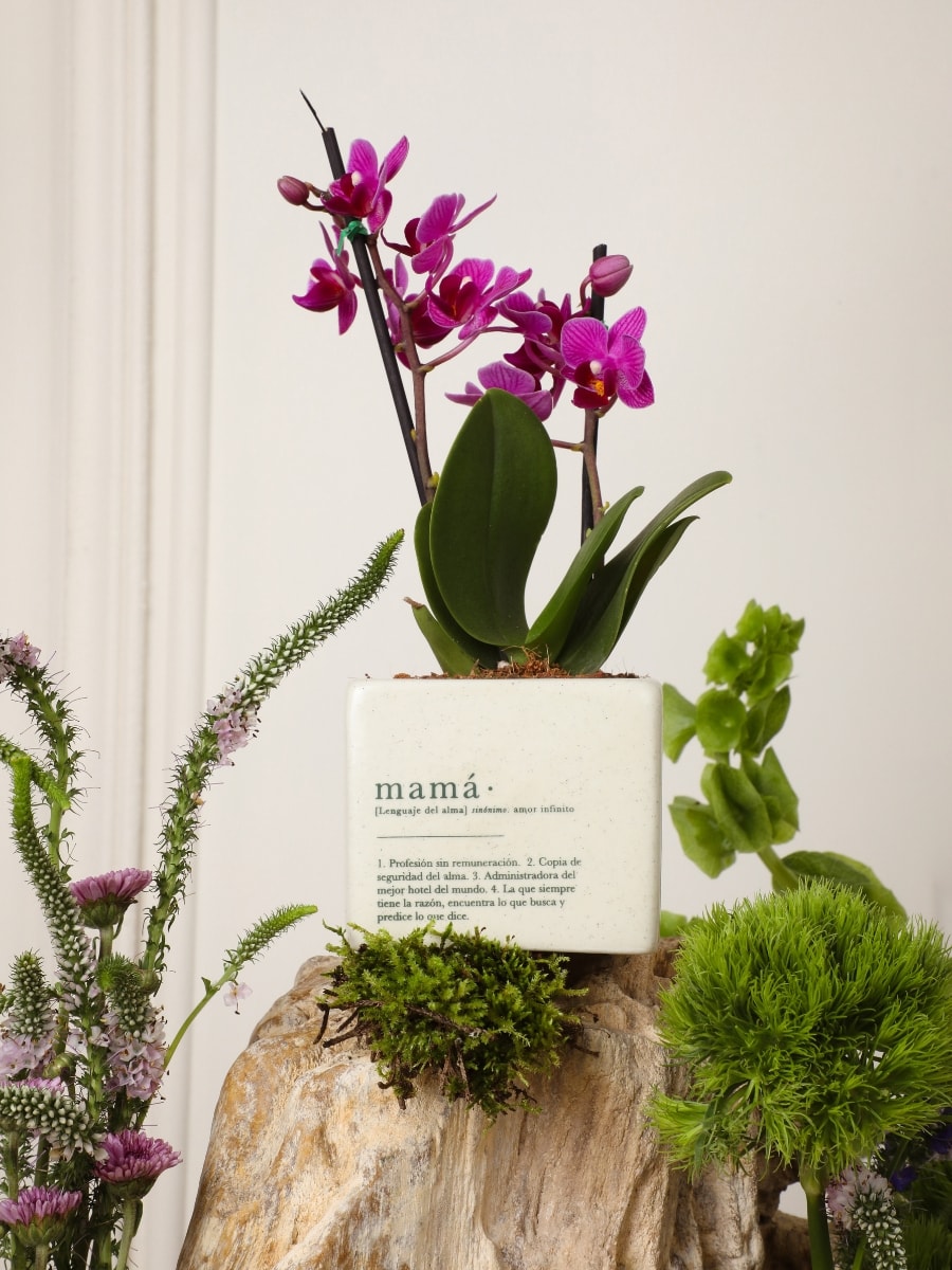 • Matera Mamá con Orquídea Baby