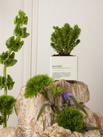Matera Mamá con Suculenta o Cactus