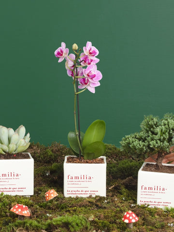 Matera Familia con Planta a Elección