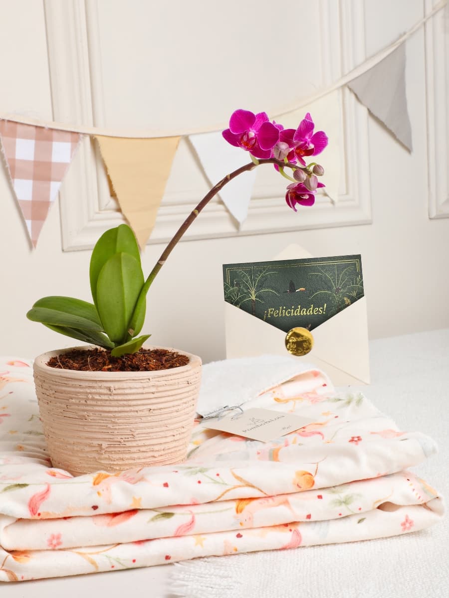 • Kit Jardin Mágico