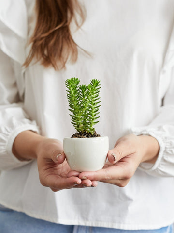 suculenta-cactus-regalos-para-mujeres-regalos-para-hombre-maceta-ceramica-cuidados-de-las-suculentas-habibi-plantitas.jpg