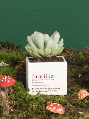 Matera Familia con Planta a Elección