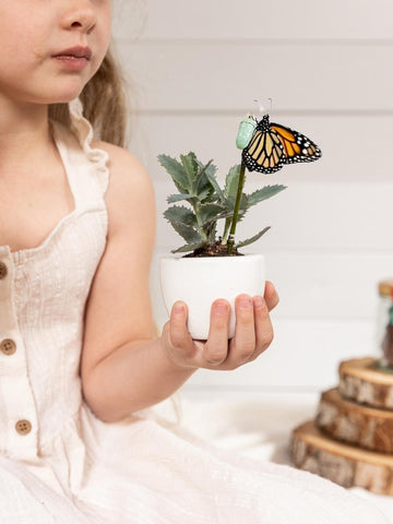 suculentas-cactus-plantas-regalos-con-suculentas-regalos-para-mujer-cuidado-de-suculentas-maceta-en-ceramica-crisalida-de-mariposa-capullo-pupa-habibi-plantitas_fb194326-b3a5-4a73-9478-accf05840da9.jpg