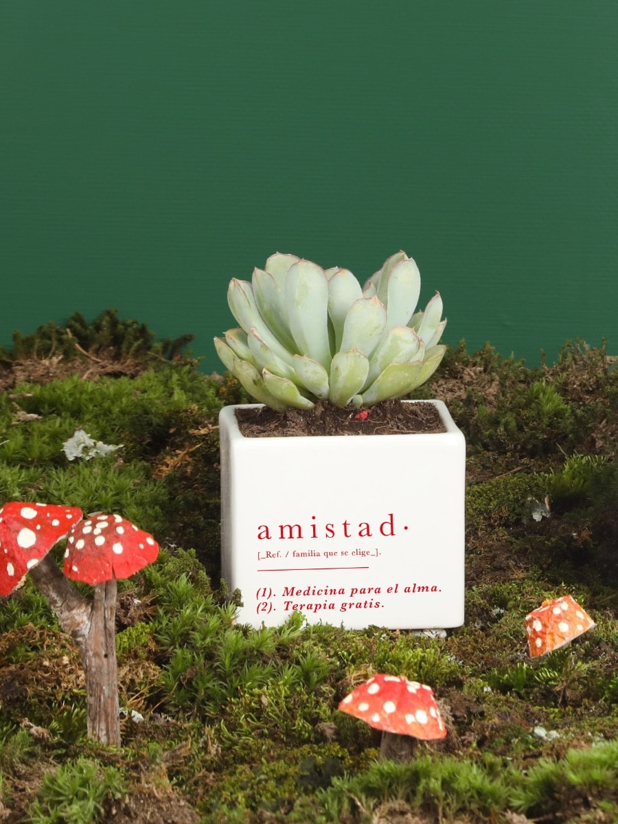 • Matera Amistad con Planta Edición Navidad