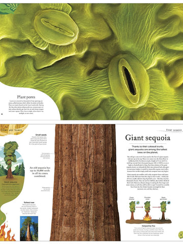 The Secret World Of Plants