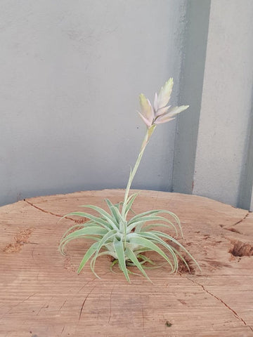 Tillandsia Cacticola Mini
