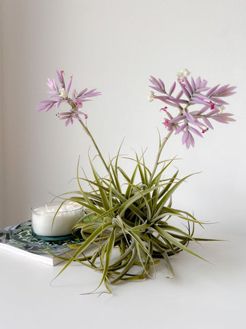 Tillandsia Cacticola de Mesa Moño (Solo en Medellín)