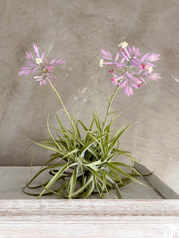 Tillandsia Cacticola de Mesa Moño (Solo en Medellín)