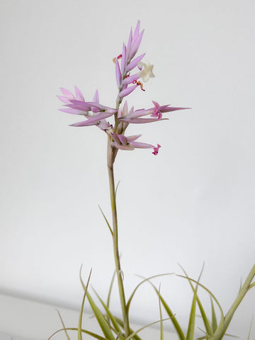 Tillandsia Cacticola de Mesa Moño (Solo en Medellín)