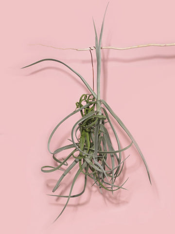 Tillandsia Duratii (Solo en Medellín)
