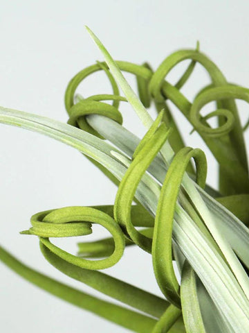 Tillandsia Duratii (Solo en Medellín)