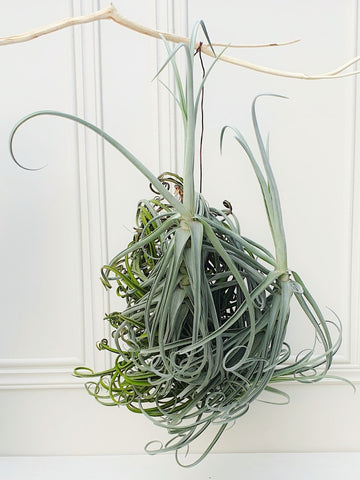 Tillandsia Duratii (Solo en Medellín)