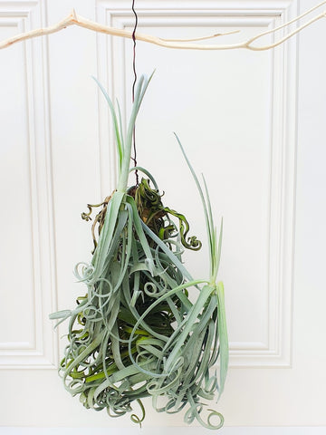 Tillandsia Duratii (Solo en Medellín)