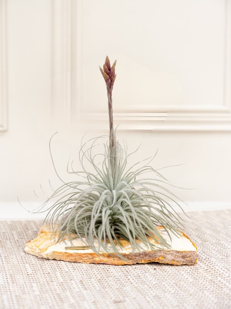 Tillandsia Tectorum sobre piedra natural con placa en metal «Lo que se cuida, crece» — Habibi