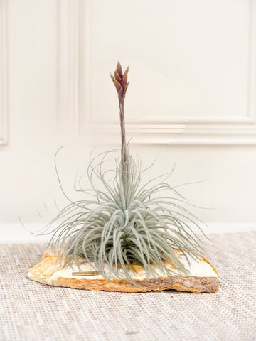 Tillandsia Tectorum sobre piedra natural con placa en metal «Lo que se cuida, crece» — Habibi