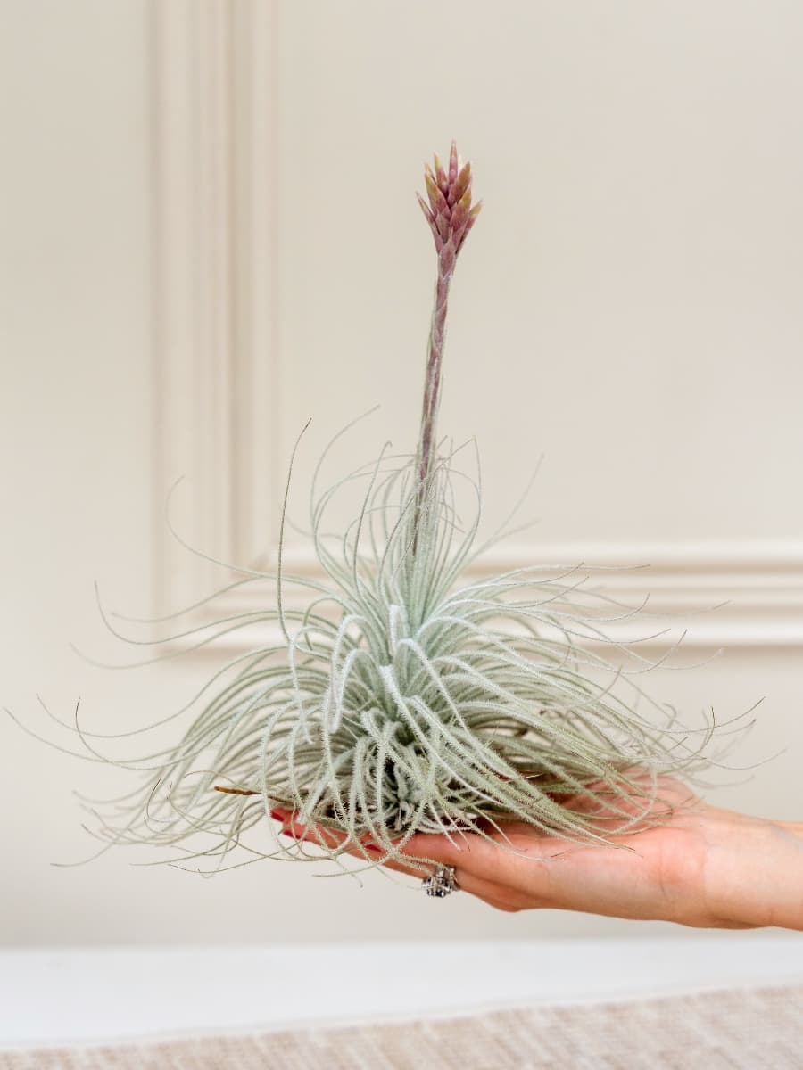 Tillandsia Tectorum