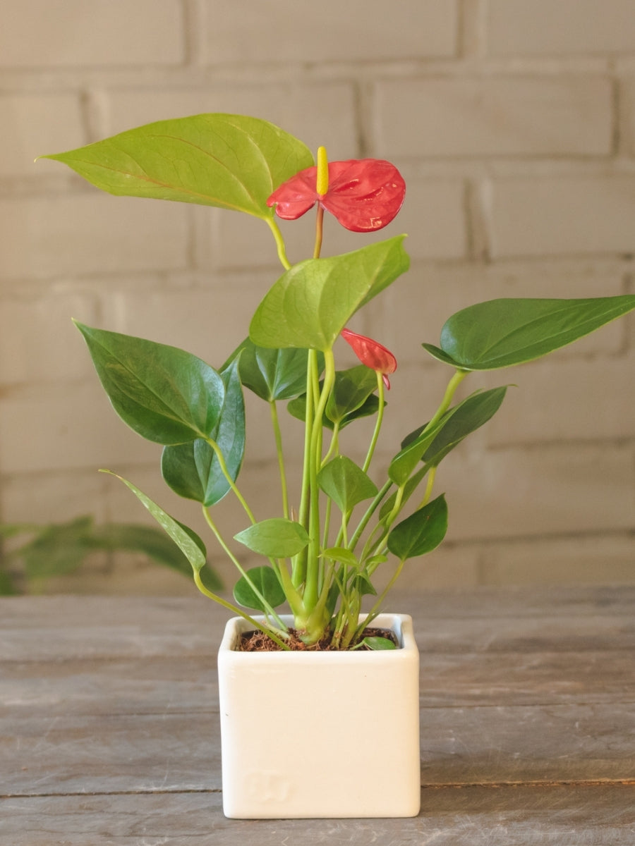 anturio-minatura-planta-de-interior-ideas-de-regalo-para-mujer-habibi-plantitas.jpg