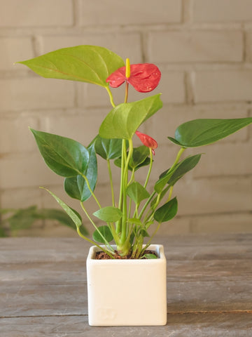 anturio-minatura-planta-de-interior-ideas-de-regalo-para-mujer-habibi-plantitas.jpg