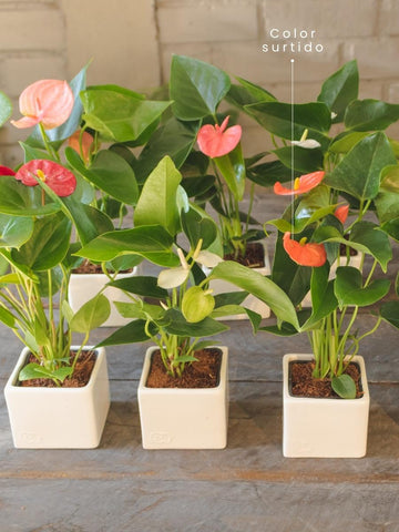 anturio-miniatura-planta-de-interior-regalos-de-cumpleanos-habibi-plantitas.jpg