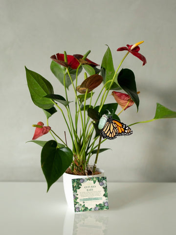 anturio-planta-de-interior-planta-del-amor-regalos-amor-y-amistad-regalos-para-mujer-decoracion-crisalida-de-mariposa-capullo-habibi-plantitas.jpg