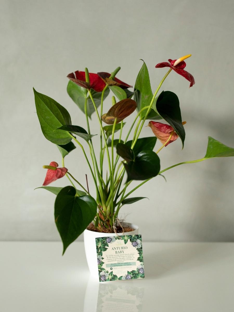 anturio-planta-de-interior-planta-del-amor-regalos-amor-y-amistad-regalos-para-mujer-decoracion-habibi-plantitas.jpg