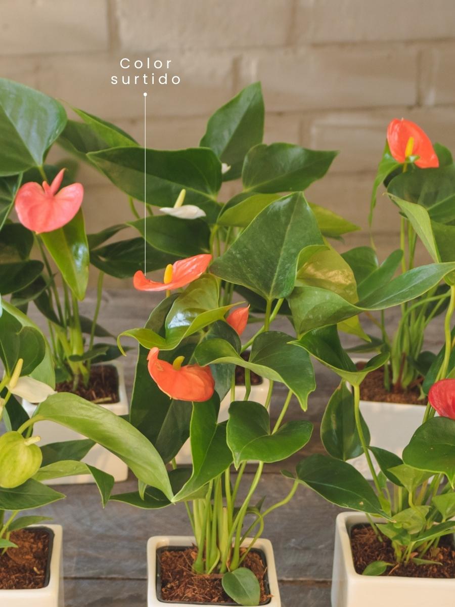 anturio-planta-de-interior-planta-del-amor-regalos-amor-y-amistad-regalos-para-mujer-habibi-plantitas_a80e85da-6309-411f-93ca-d103db61bc6f.jpg