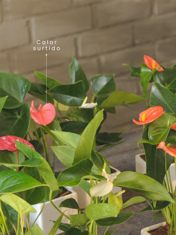 anturio-planta-de-interior-planta-del-amor-regalos-amor-y-amistad-regalos-para-mujer-habibi-plantitas_daacc086-0f31-4347-9ee9-253a70ede715.jpg