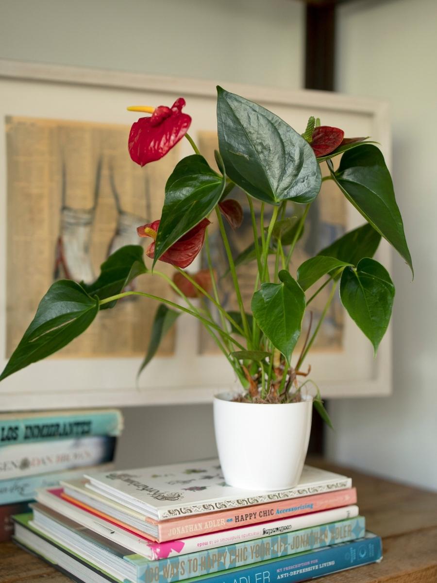 plantas de interior anthurium Anturio Baby con Matera Decorativa, Flor del Amor – Habibi